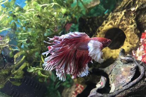 Elephant Ear Betta Fish Dumbo Care Guide Pictures Lifespan More