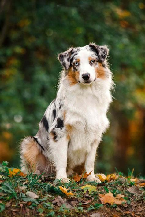 About The Breed Australian Shepherd Highland Canine Training Lupon