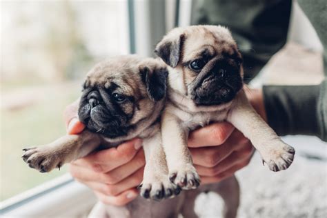 30 Cute Pug Pictures That Will Make You Want One | Reader's Digest