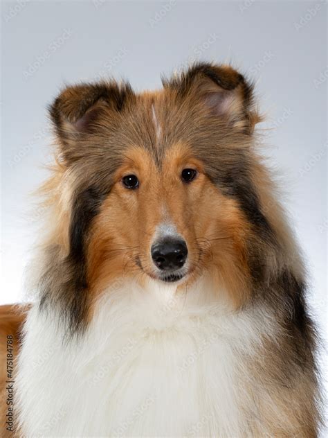 What Happened To The Dog That Played Lassie