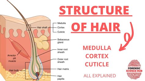 Structure Of Hair Medulla Cortex And Cuticle Forensic Science Notes