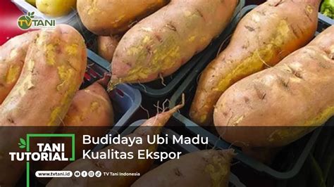 Budidaya Ubi Madu Kualitas Ekspor Youtube