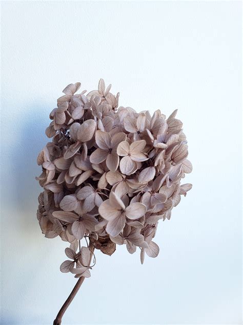 Preserved Full Bloomed Hydrangea Dried Flower Wedding Etsy