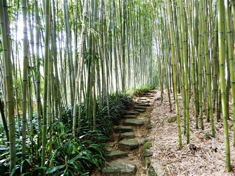 Aller Découvrir La Beauté De Bambous Japon Haute Couture