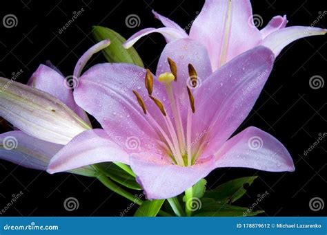Blooming Lily At Night Stock Photo Image Of Bloom Night 178879612