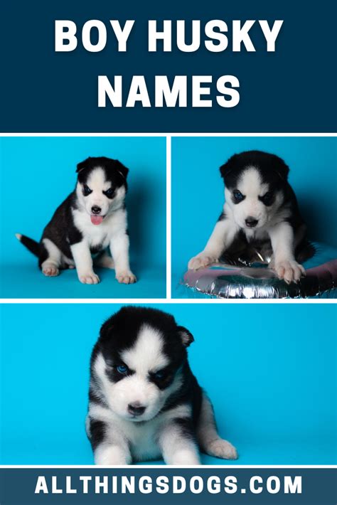 121 Husky Names Choose The Perfect Name For Your Husky Artofit