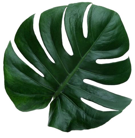 Aesthetic Leaves Png - See more ideas about plant aesthetic, leaves png image