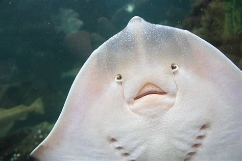 It Has A Face Beautiful Sea Creatures Ocean Animals Cute Funny