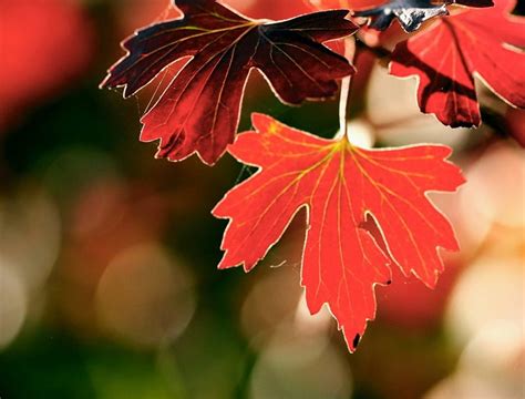 Maples Red Leaves Nature Glare Hd Wallpaper Peakpx