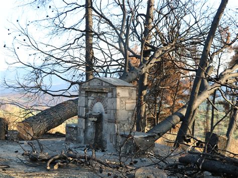 Greek Wildfires Devastated Land They Also Took Away Livelihoods