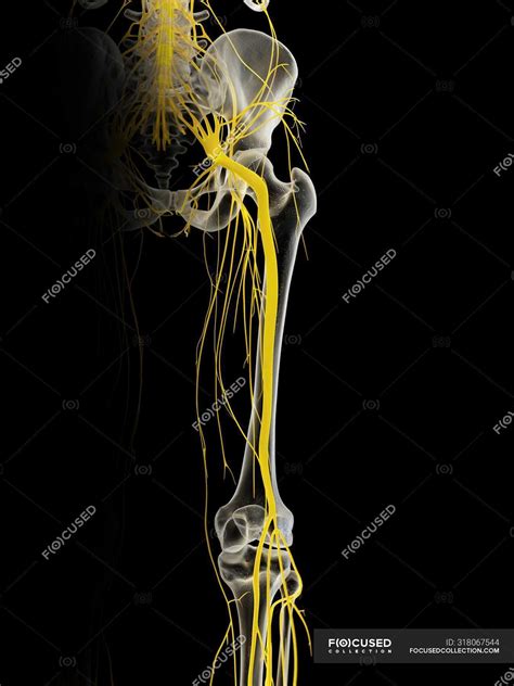 Human Sciatic Nerves Computer Illustration Anatomical 3d Stock