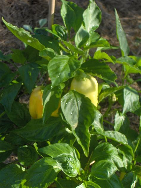 Local pickup and delivery available. Cooking and Gardening with Kate: Fall in Florida