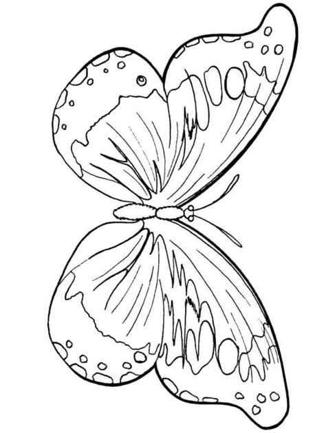 Desene cu Fluturi de colorat planșe și imagini de colorat cu fluturi