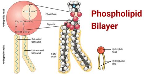 Phospholipid Bilayer Structure Types Properties Functions