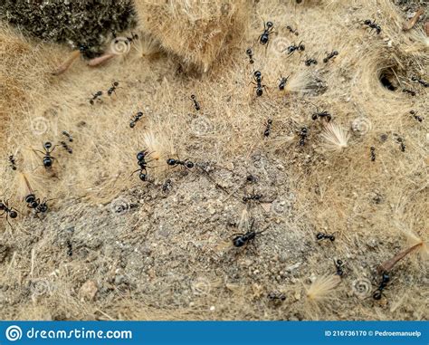 Formigueiro De Areia Com Formigas Em Movimento Carregando Seus Alimentos Foto De Stock Imagem