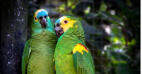 The 10 Most Beautiful Parrots In The World Imp World