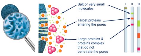 Analysis Purification Of Proteins SEC Size Exclusion Chromatography