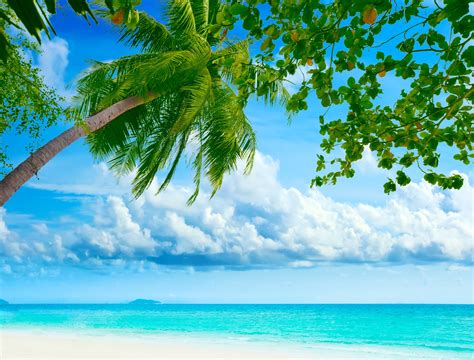 Download Wallpapers Beautiful Tropical Beach Palm Tree Sea