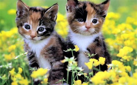 Cute Baby Kittens Wallpaper Homepage Cat Two Cute