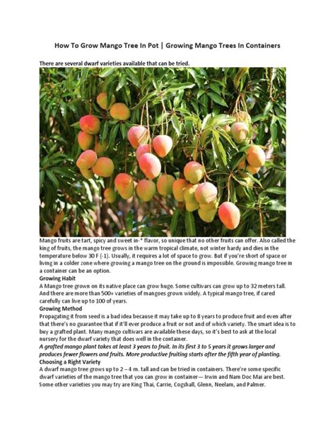 How To Grow Mango Tree In Pot Mango Trees
