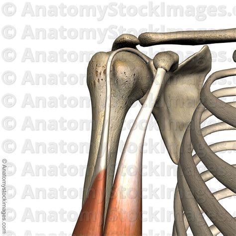Anatomy Stock Images Shoulder Sulcus Intertubercularis Tuberculum