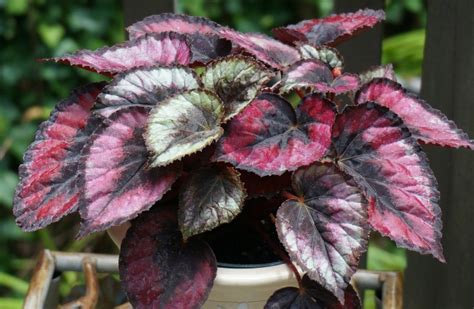 Growing Begonias The Showy Houseplant With Amazing Flowers And Leaves