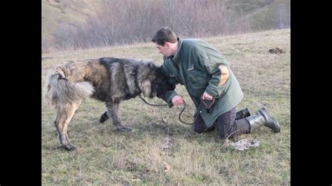 Big Dog Attacks Illyrian Shepherd Dog Youtube