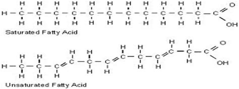 Fatty Acid Oxidation General Introduction Lecture 1 Our