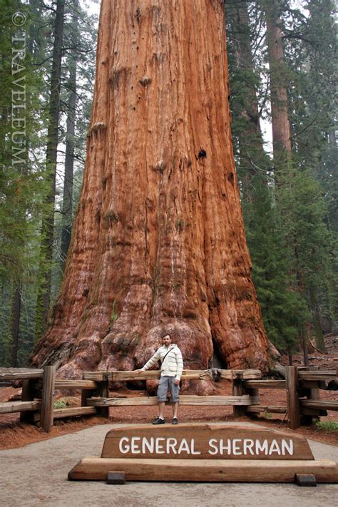 General Sherman Tree Sequoia National Park California 800×1200