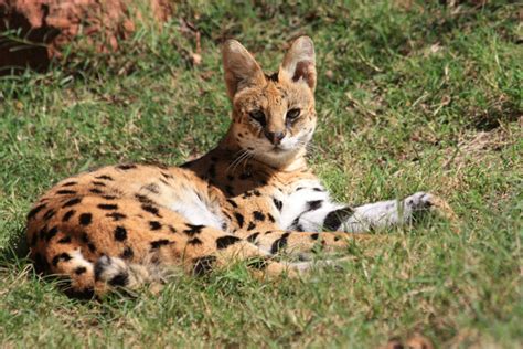 Sheilas World Of Wildlife The Serval A Beautiful Wildcat Of Africa