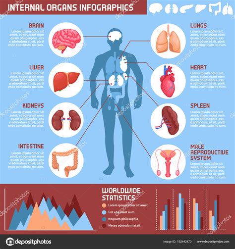 Infografia Sobre El Cuerpo Humano Somos Medicina Images
