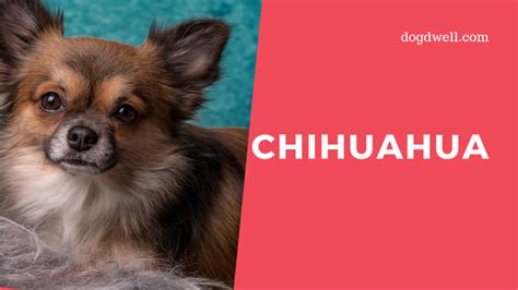 Chihuahua Dog Breed Facts Pictures Characteristics Dog Dwell