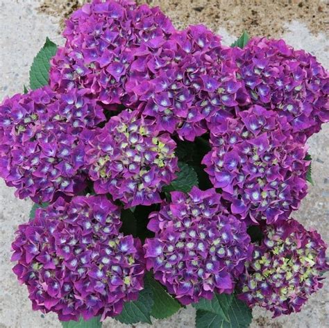 giant purple mophead hydrangea macrophylla rodeo deep purple large flowered mophead
