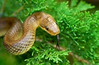 Quiz: Wie gut kennen Sie sich mit heimischen Schlangen aus? - Servus