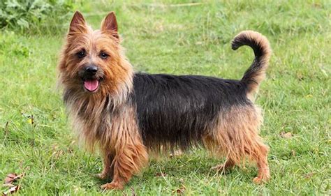 Australian Terrier Complete Breed Information