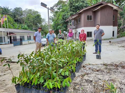 Durian musang king mulai masuk dan populer di jakarta pada tahun 2010. Bantuan input pertanian dalam bentuk anak benih pokok ...