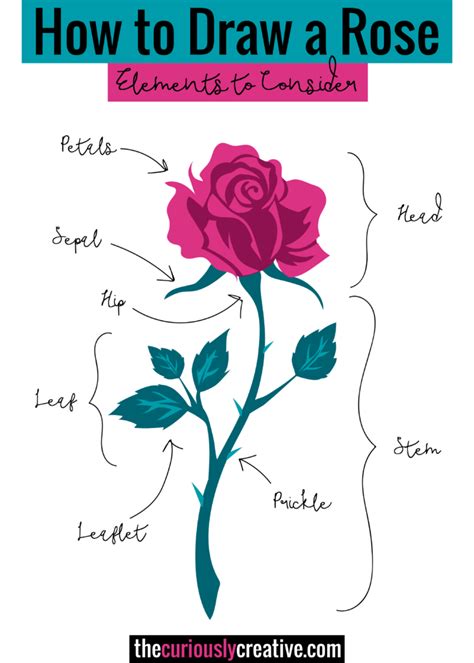This is not easy to draw because it's is drawn by layer of petals. How to Draw a Rose - The Curiously Creative
