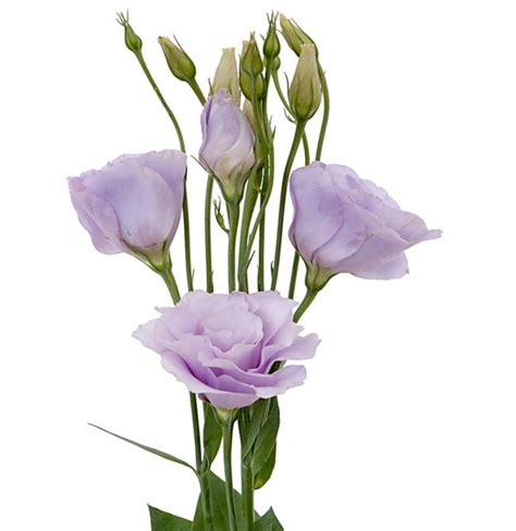 Lavender Lisianthus Florabundance Wholesale Flowers