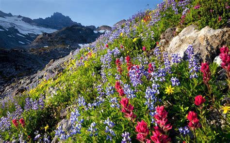Mount Rainier National Park Washington Spring Wildflowers Blue And Red