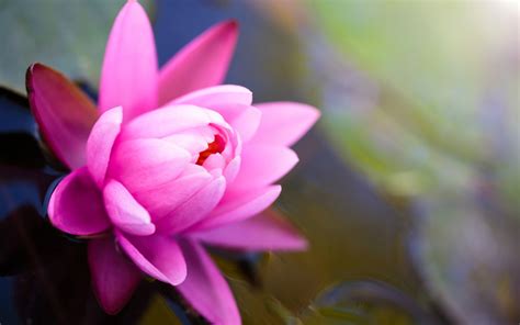 Flowers hd desktop backgrounds 8293 hd wallpaper site. Lotus Flower Wallpapers, Pictures, Images