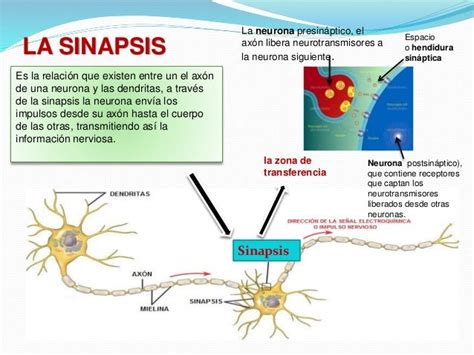 Que Es La Sinapsis