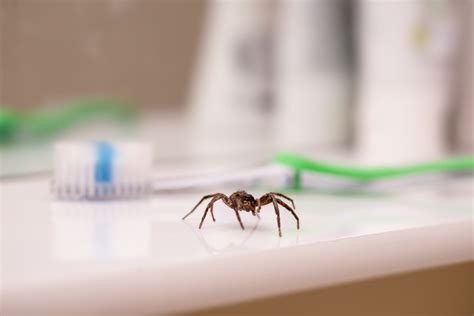 Common House Spiders You May Notice During Winter Bug Busters