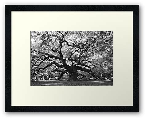 Angel Oak Tree Framed Prints By Cetrone Redbubble