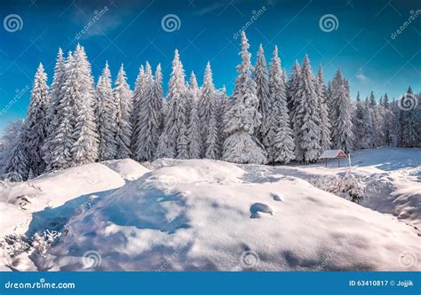Sunny Winter Morning In Snowy Mountain Forest Stock Photo Image