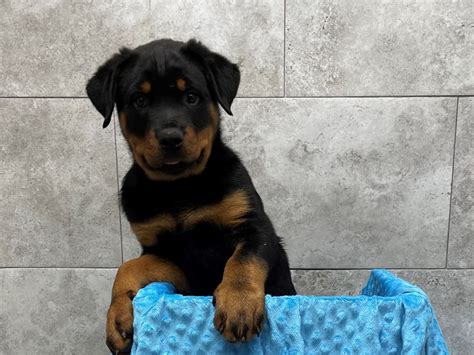 What Percentage Of Pet Supplies Was Purchased Last Black Friday - Rottweiler-DOG-Male-Black & Tan-2717006-Petland Katy