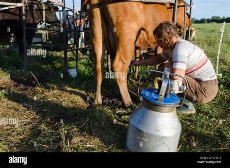 Milkmaid Farmer Woman Put Milking Machine Pumps On Cow Udders Stock