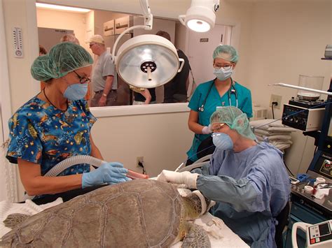 Ron The Turtle Hospital Rescue Rehab Release