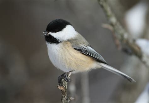 Details Black Capped Chickadee Birdguides