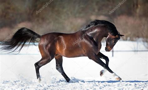 Brown Horse Running In The Snow — Stock Photo © Melory