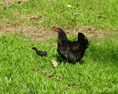 Gallina Negra Con Pollito Negro Black Hen With Black Chicken Gallus
